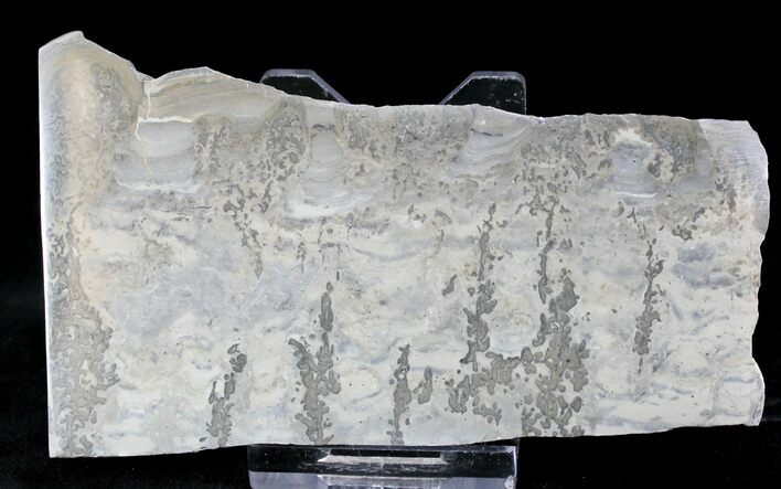Triassic Aged Stromatolite Fossil - England #23227